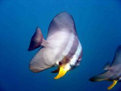 batfish by Terry Humm 